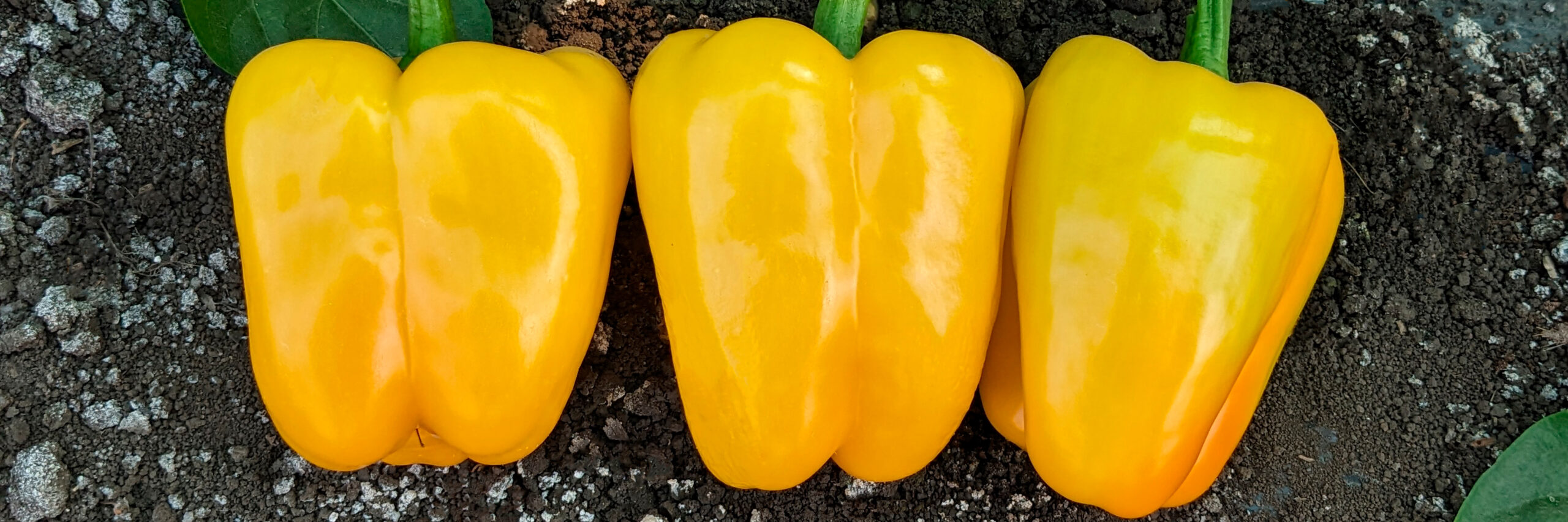booster_yellow_head