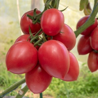 ЛАЗЗАРО F1 (Lazzaro F1)